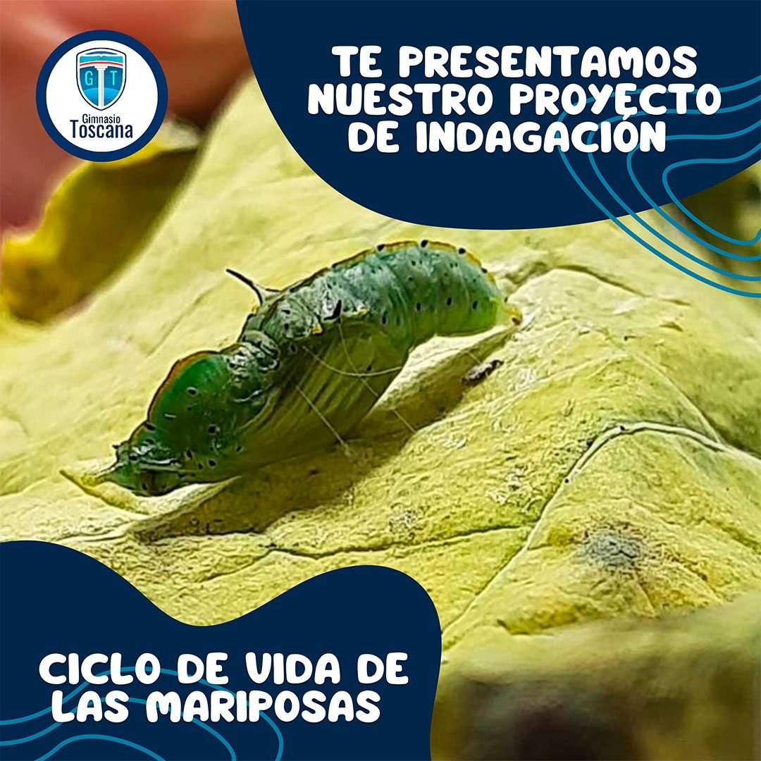 Proyecto de Indagación en Colegio Gimnasio Toscana